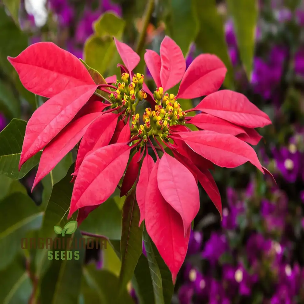 Premium Euphorbia Pulcherrima Flower Seeds for Planting- Grow Your Own Stunning Poinsettia Blooms - Image 4
