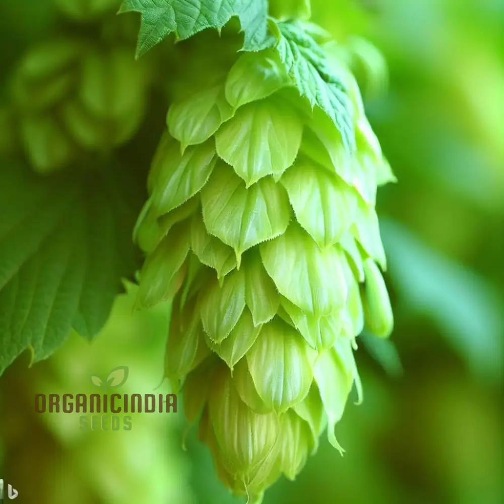 Premium European Hop Organic Seeds for Gardening Enthusiasts - Grow Your Own Hops for a Flourishing Garden