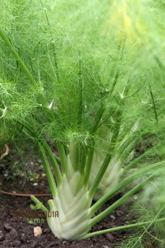 Florence Fennel Seeds – Premium Bulb Fennel for Fresh, Flavorful Home Gardening