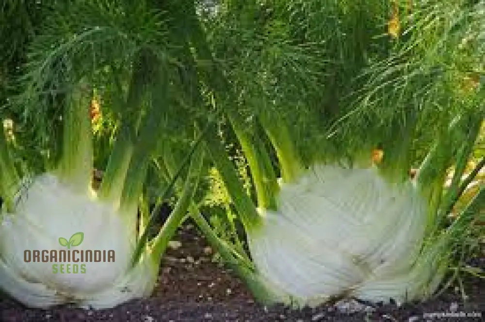 Florence Fennel Seeds – Premium Bulb Fennel for Fresh, Flavorful Home Gardening - Image 4