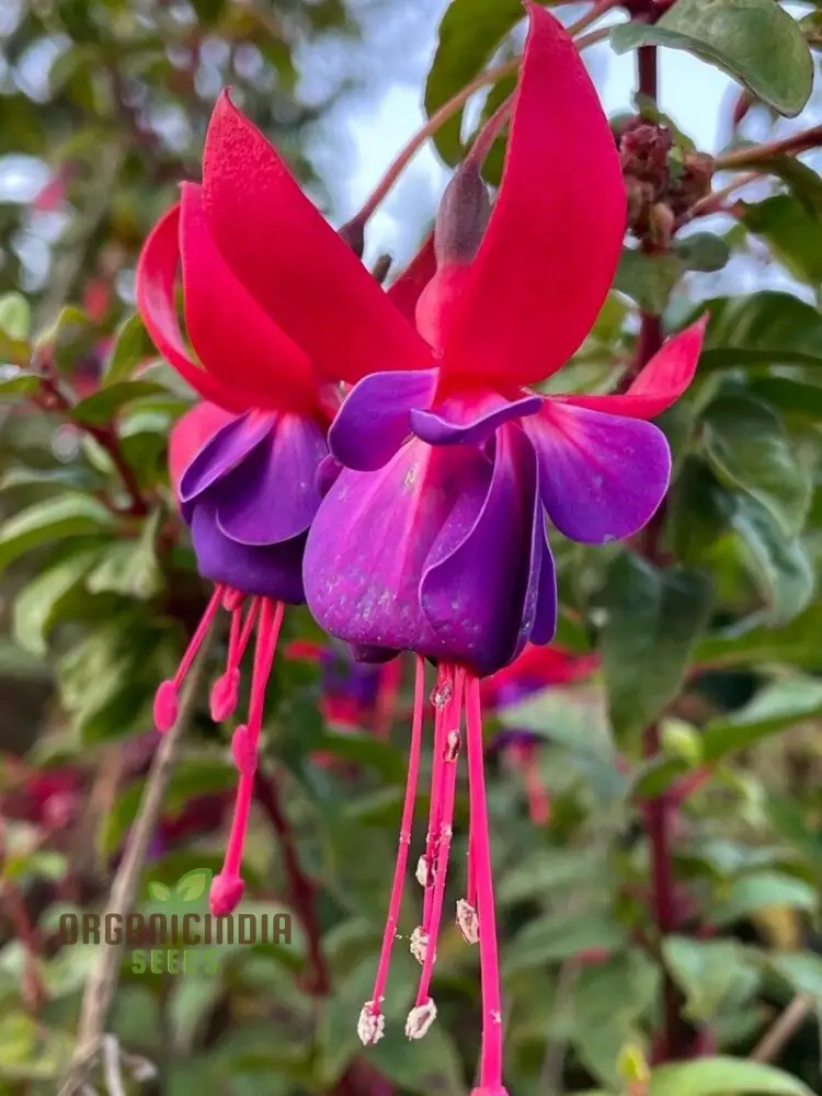 Fuchsia Seeds (Premium Fuchsia Magellanica Seeds) - Hardy Perennial for Vibrant Gardens
