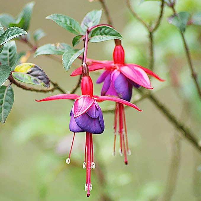 Fuchsia Seeds (Premium Fuchsia Magellanica Seeds) - Hardy Perennial for Vibrant Gardens - Image 3