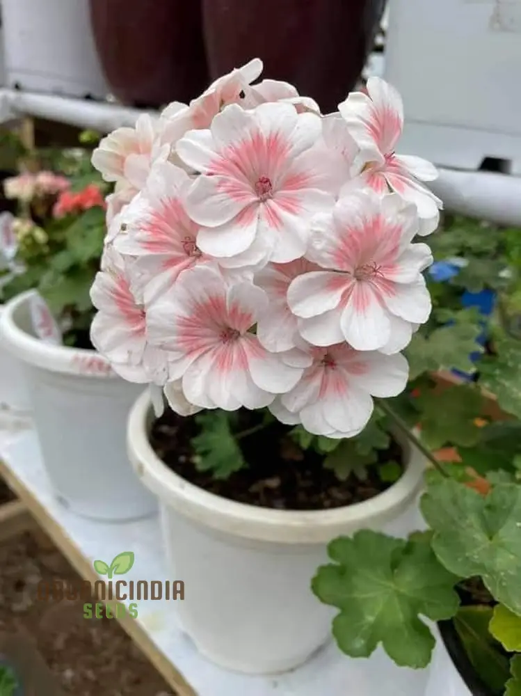 Geranium Flower Seeds for Planting – White with Peach Blooms for Garden Beds, Borders, Pots, Balcony Containers & Outdoor Landscaping