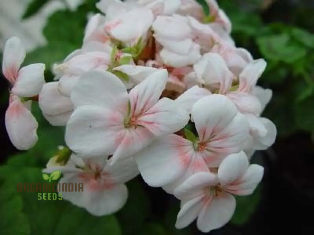 Geranium Flower Seeds for Planting – White with Peach Blooms for Garden Beds, Borders, Pots, Balcony Containers & Outdoor Landscaping - Image 3