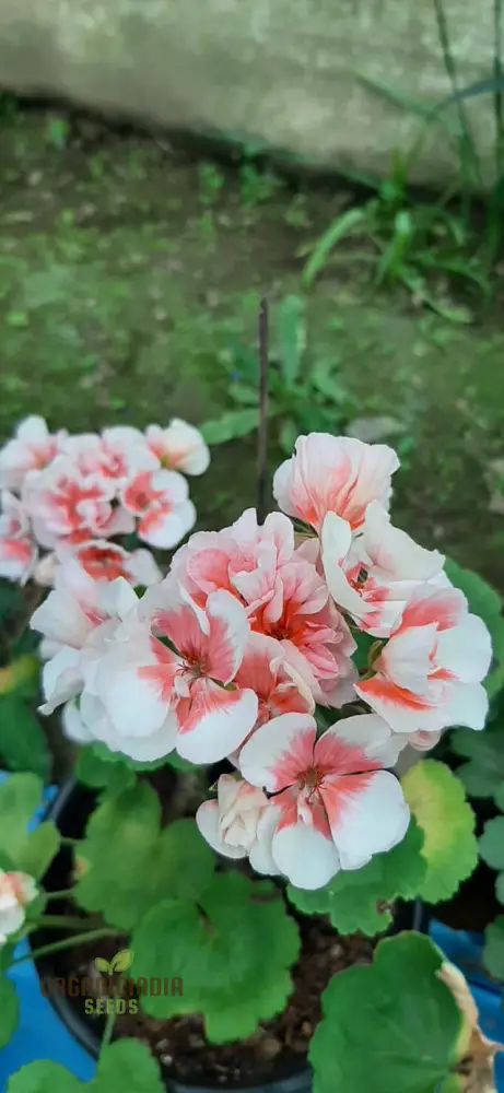 Geranium Flower Seeds for Planting – White with Peach Blooms for Garden Beds, Borders, Pots, Balcony Containers & Outdoor Landscaping - Image 4