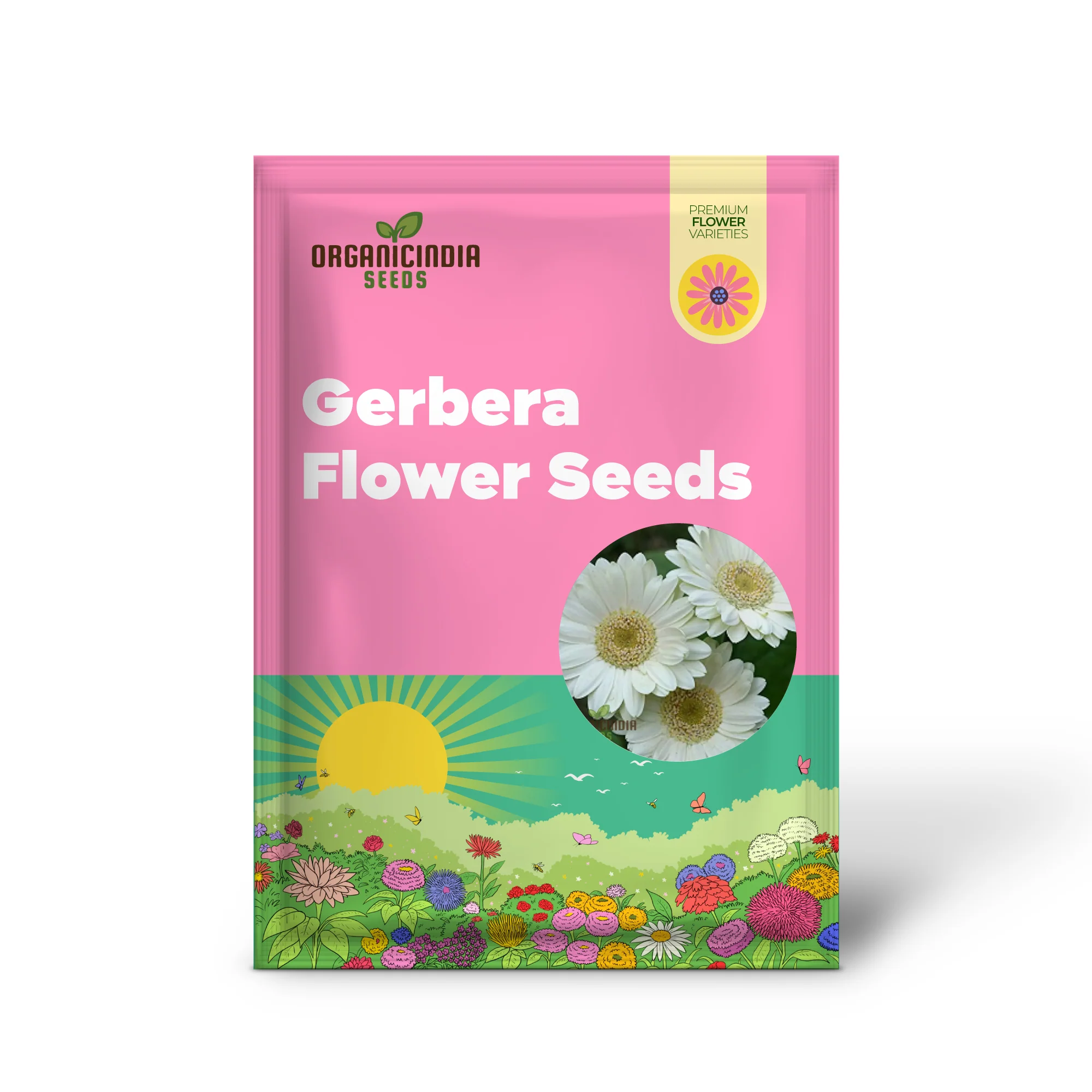 Gerbera Seeds (Gerbera Daisy Seeds) - Vibrant Long-Blooming Flowers for Gardens - Image 2