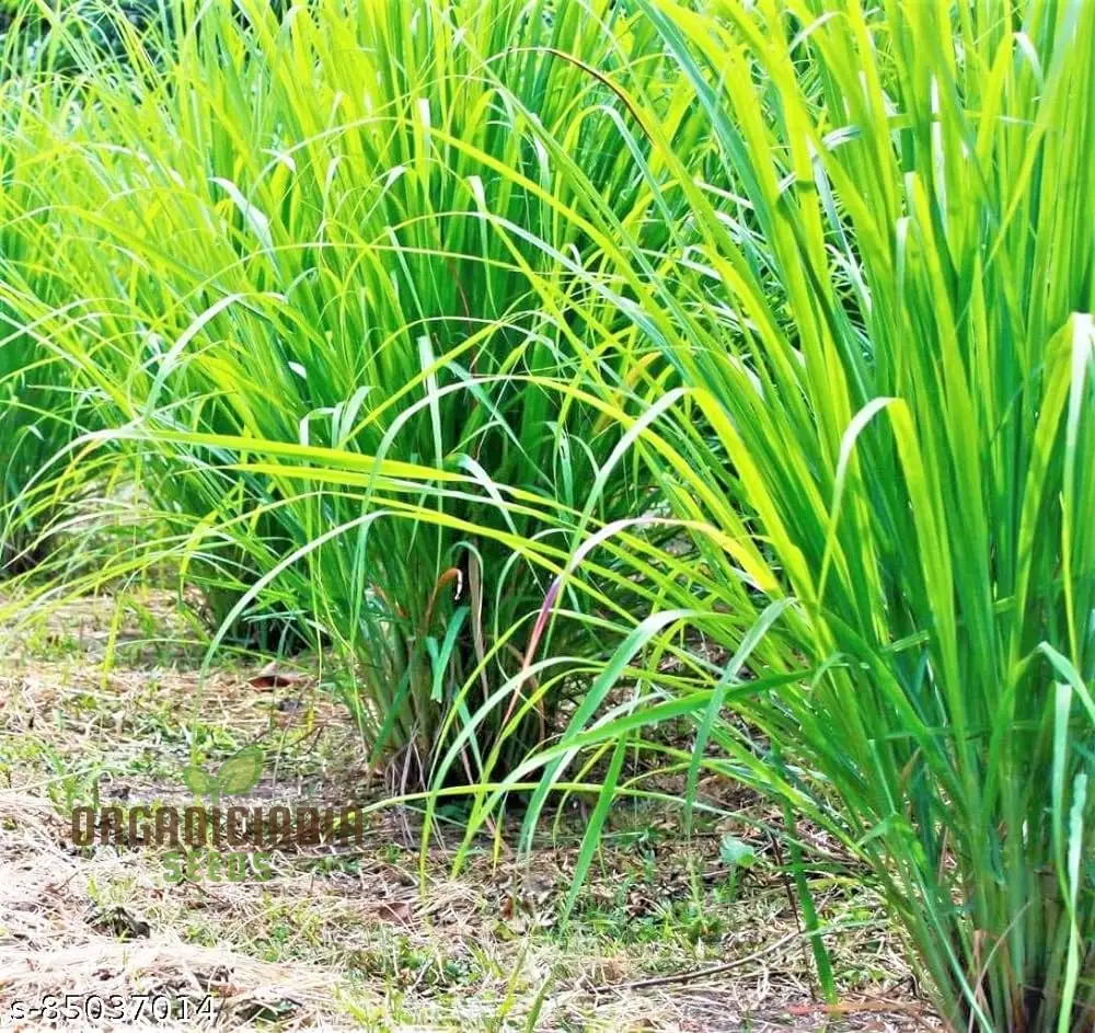 Premium Germination Lemon Grass Seeds for Gardening | High-Quality, Easy-to-Grow Herb Seeds for Lush, Fragrant Gardens