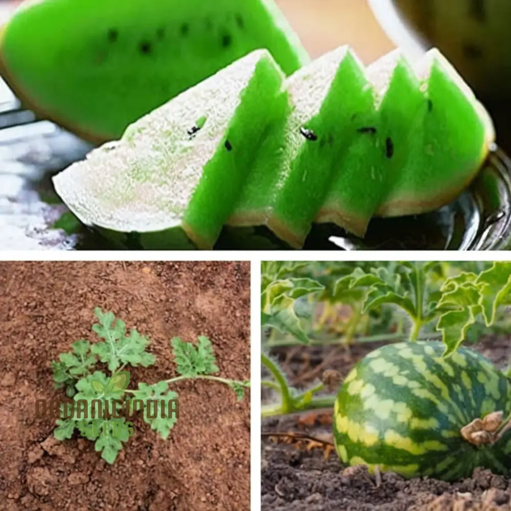 Green Flesh Watermelon Fruit Seeds for Lush and Juicy Harvests - Perfect for Home Gardening Enthusiasts and Professional Growers