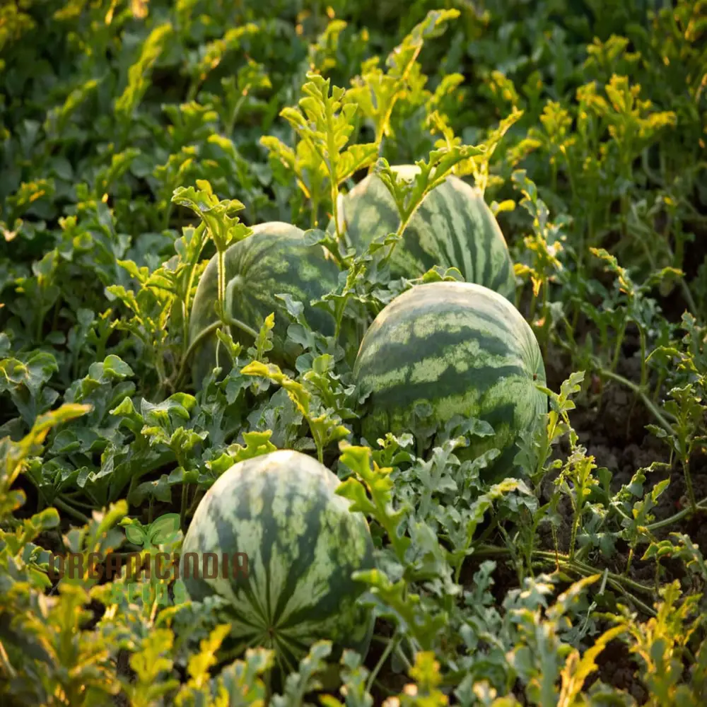 Green Flesh Watermelon Fruit Seeds for Lush and Juicy Harvests - Perfect for Home Gardening Enthusiasts and Professional Growers - Image 3