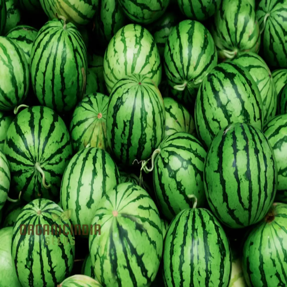 Green Flesh Watermelon Fruit Seeds for Lush and Juicy Harvests - Perfect for Home Gardening Enthusiasts and Professional Growers - Image 4