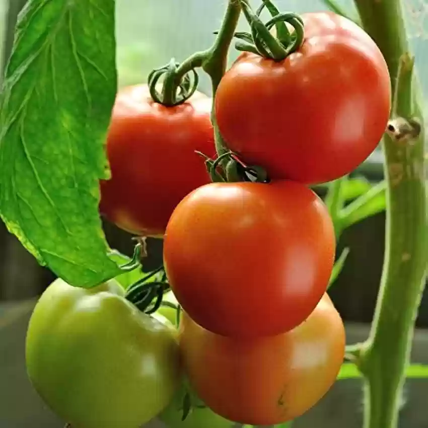 Premium Hybrids Tomato Seeds - High Yield, Delicious Varieties for Your Garden