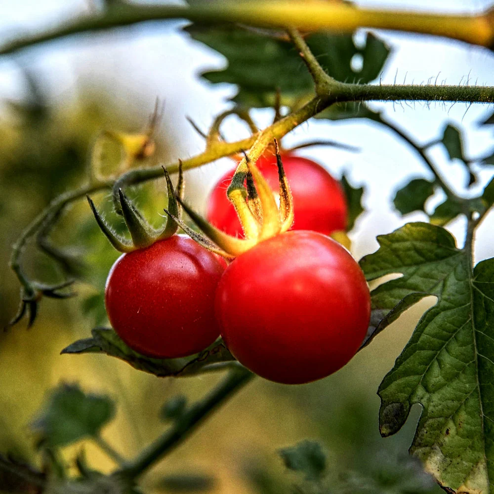 Premium Hybrids Tomato Seeds - High Yield, Delicious Varieties for Your Garden - Image 2