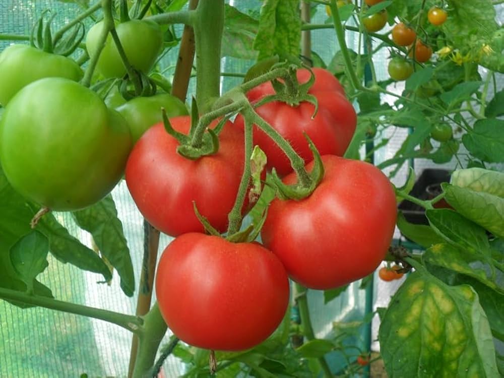 Premium Hybrids Tomato Seeds - High Yield, Delicious Varieties for Your Garden - Image 3