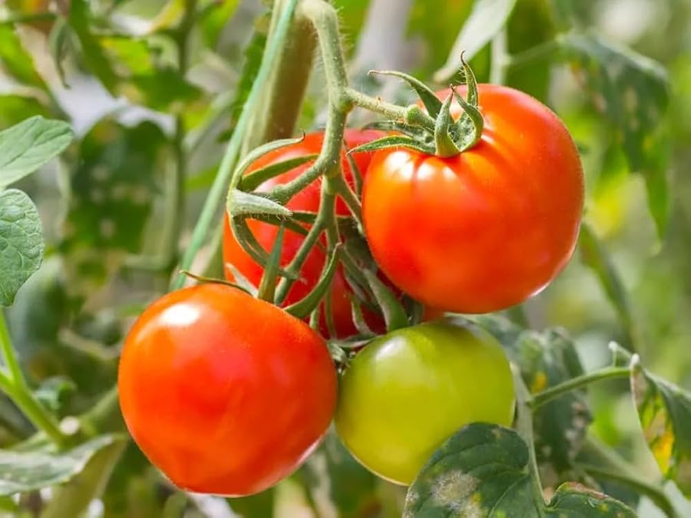 Premium Hybrids Tomato Seeds - High Yield, Delicious Varieties for Your Garden - Image 4