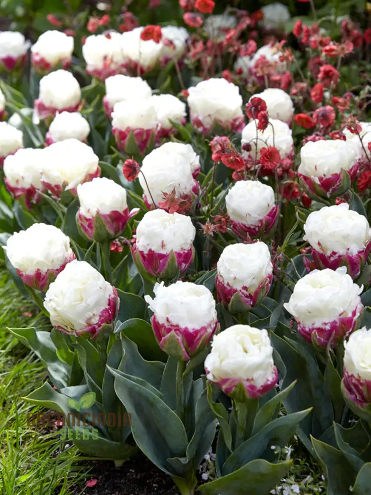 Ice Cream Tulip Flower Seeds – Premium Quality for Stunning Garden Blooms