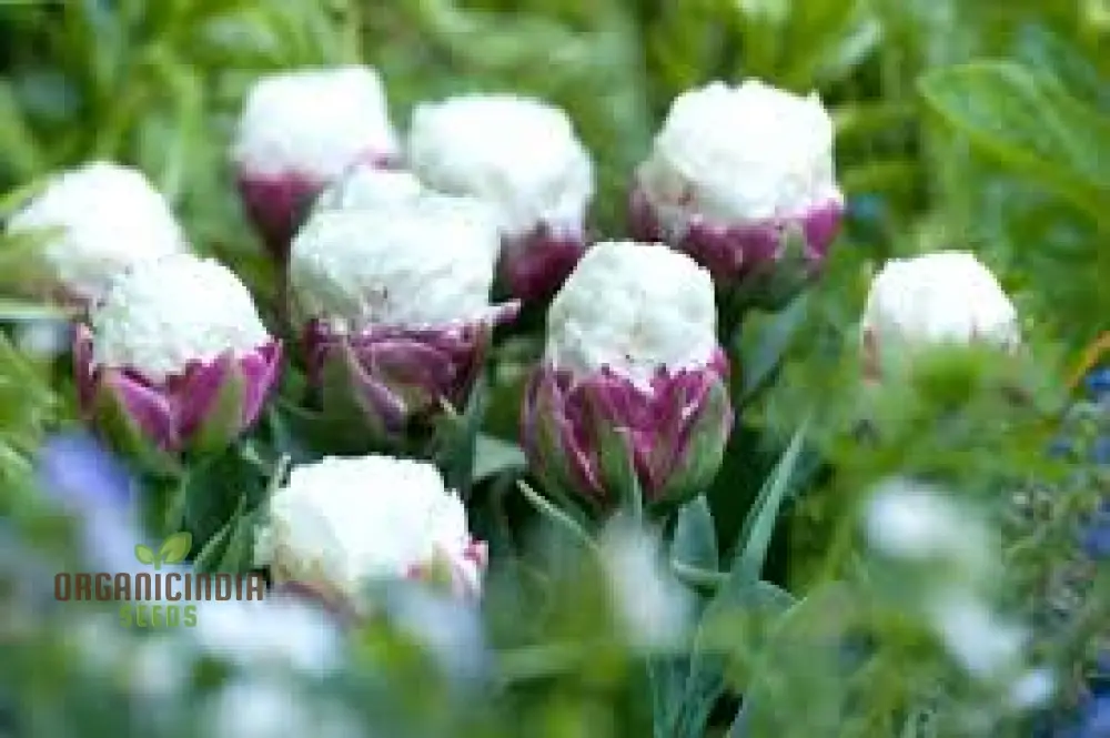 Ice Cream Tulip Flower Seeds – Premium Quality for Stunning Garden Blooms - Image 3