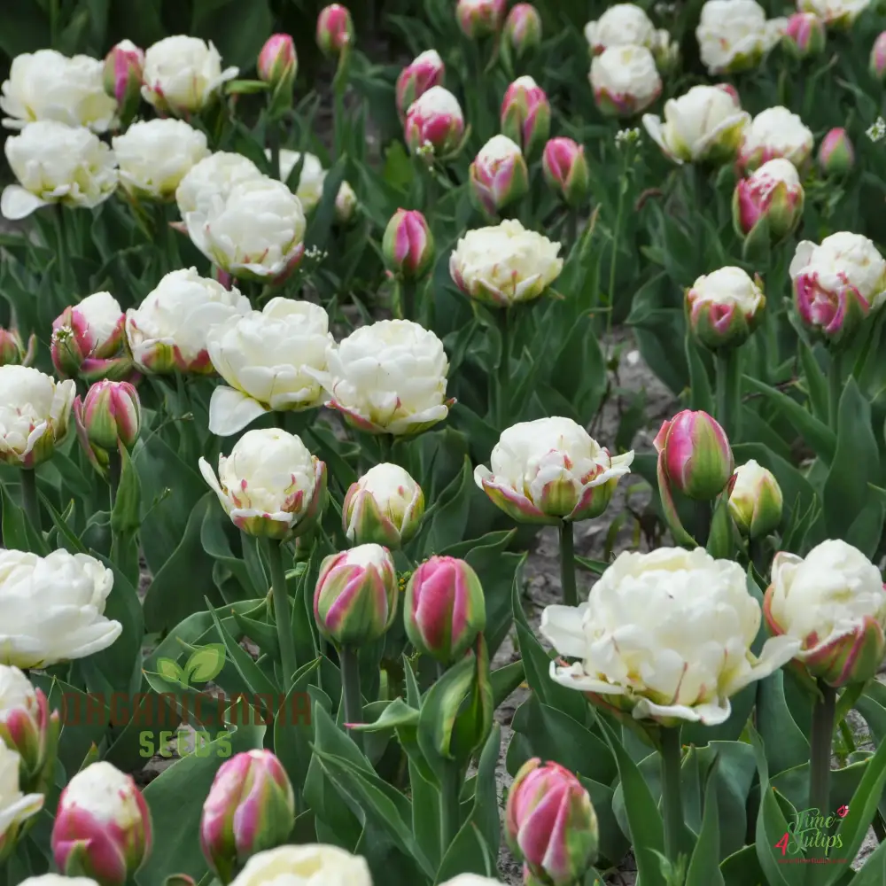 Ice Cream Tulip Flower Seeds – Premium Quality for Stunning Garden Blooms - Image 4