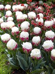 Ice Cream Tulip Flower Seeds – Premium Quality for Stunning Garden Blooms - Image 5