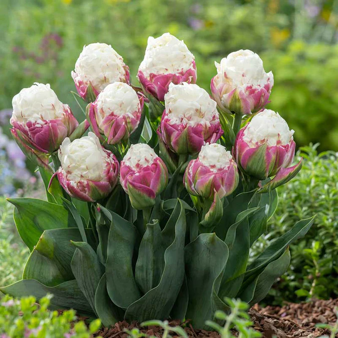 Ice Cream Tulip Flower Seeds – Premium Quality for Stunning Garden Blooms - Image 6