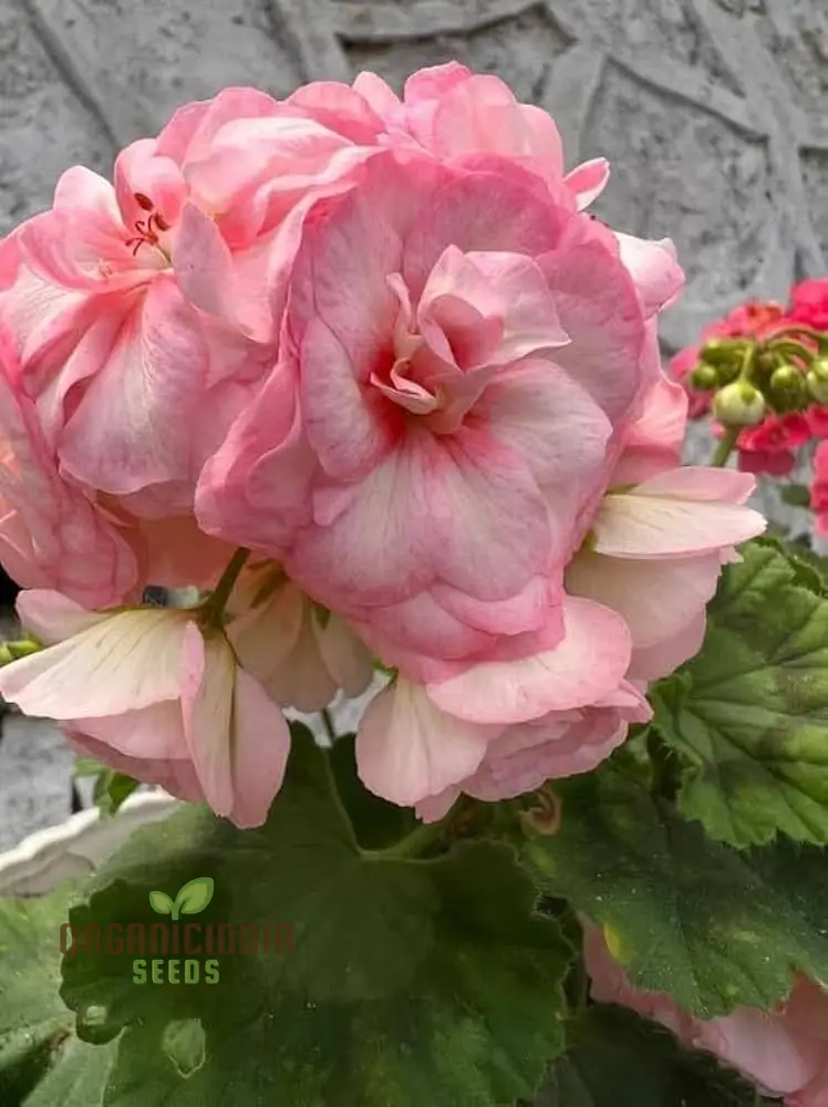 Geranium Seeds (Premium Geranium Flower Seeds) - Vibrant Hardy Blooms for Gardening