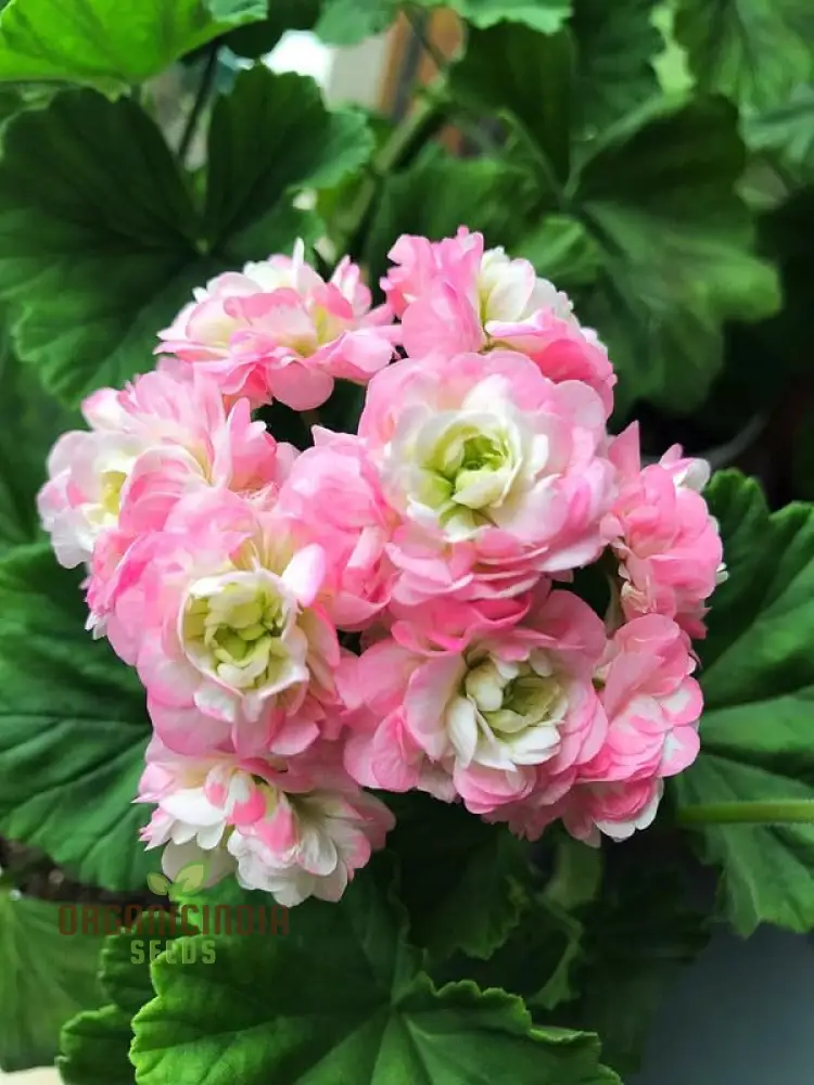 Geranium Seeds (Premium Geranium Flower Seeds) - Vibrant Hardy Blooms for Gardening - Image 3
