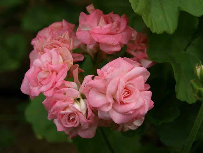 Geranium Seeds (Premium Geranium Flower Seeds) - Vibrant Hardy Blooms for Gardening - Image 6
