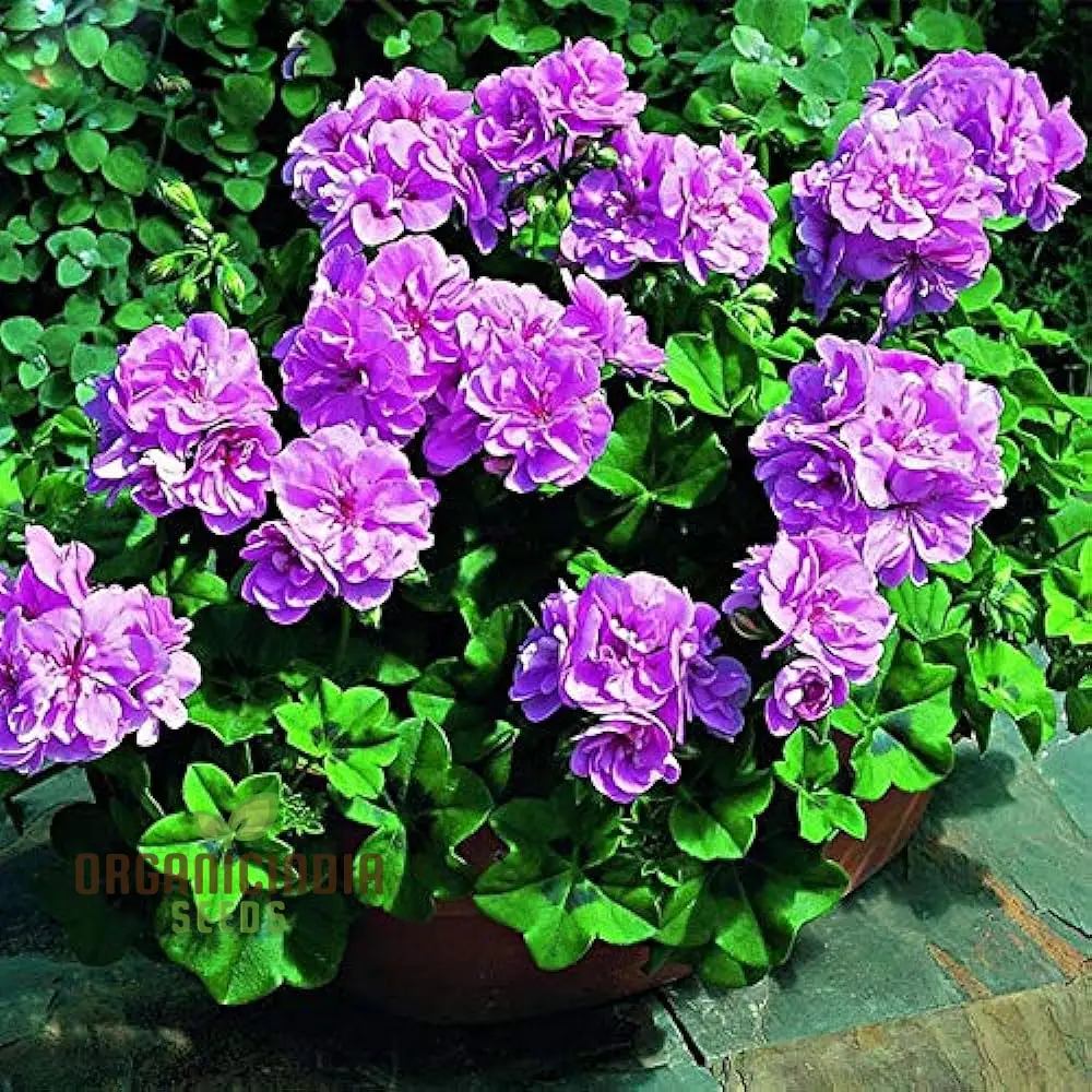 Premium Imported Geranium Flower Seeds - Pure Purple Bloom | High-Quality Flowering Seeds for Gardening Enthusiasts | Perfect for Vibrant and Lush Gardens