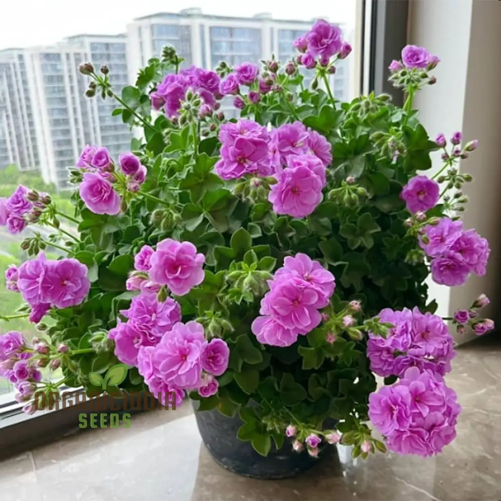 Premium Imported Geranium Flower Seeds - Pure Purple Bloom | High-Quality Flowering Seeds for Gardening Enthusiasts | Perfect for Vibrant and Lush Gardens - Image 3