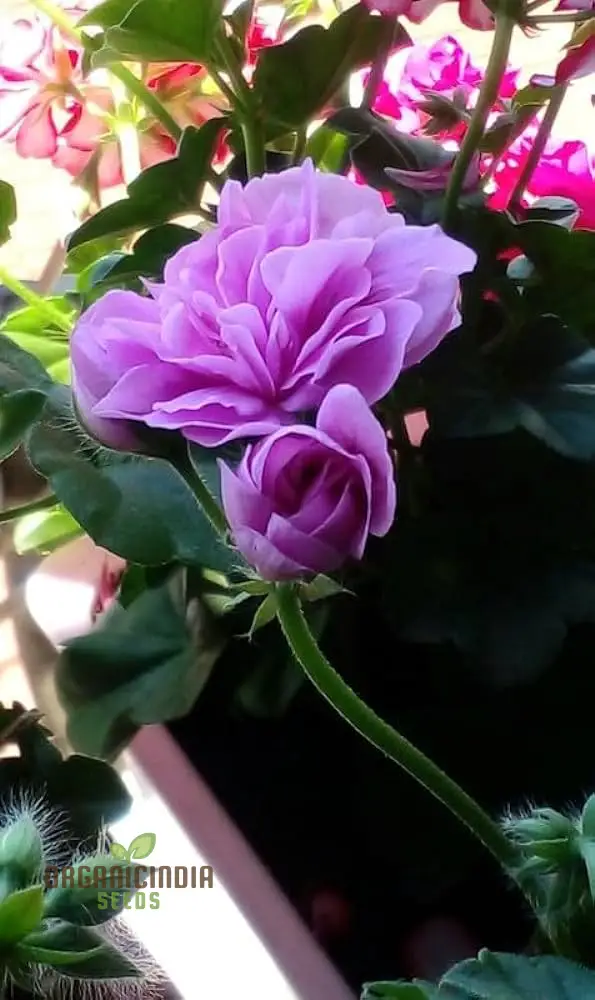 Premium Imported Geranium Flower Seeds - Pure Purple Bloom | High-Quality Flowering Seeds for Gardening Enthusiasts | Perfect for Vibrant and Lush Gardens - Image 4