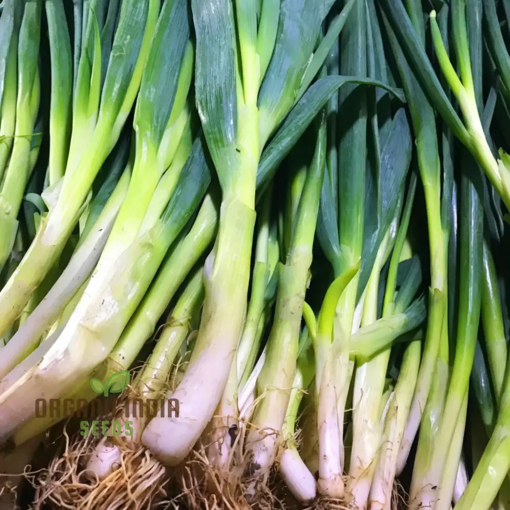 Leek Chef's White Seeds or Zinnia Imported Flower Seeds for Gardening Enthusiasts: High-Quality Seeds for Bountiful Harvests