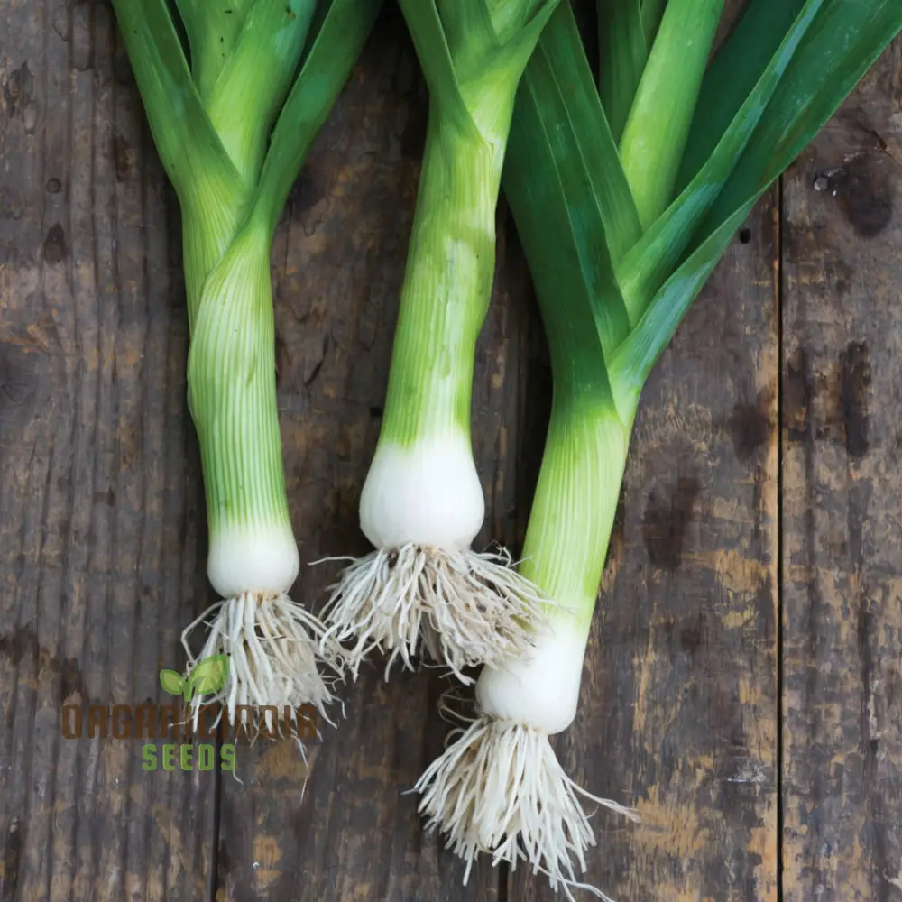 Leek Chef's White Seeds or Zinnia Imported Flower Seeds for Gardening Enthusiasts: High-Quality Seeds for Bountiful Harvests - Image 4