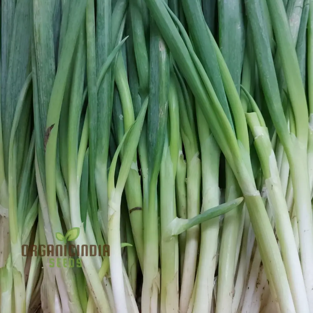 Leek Chef's White Seeds or Zinnia Imported Flower Seeds for Gardening Enthusiasts: High-Quality Seeds for Bountiful Harvests - Image 5