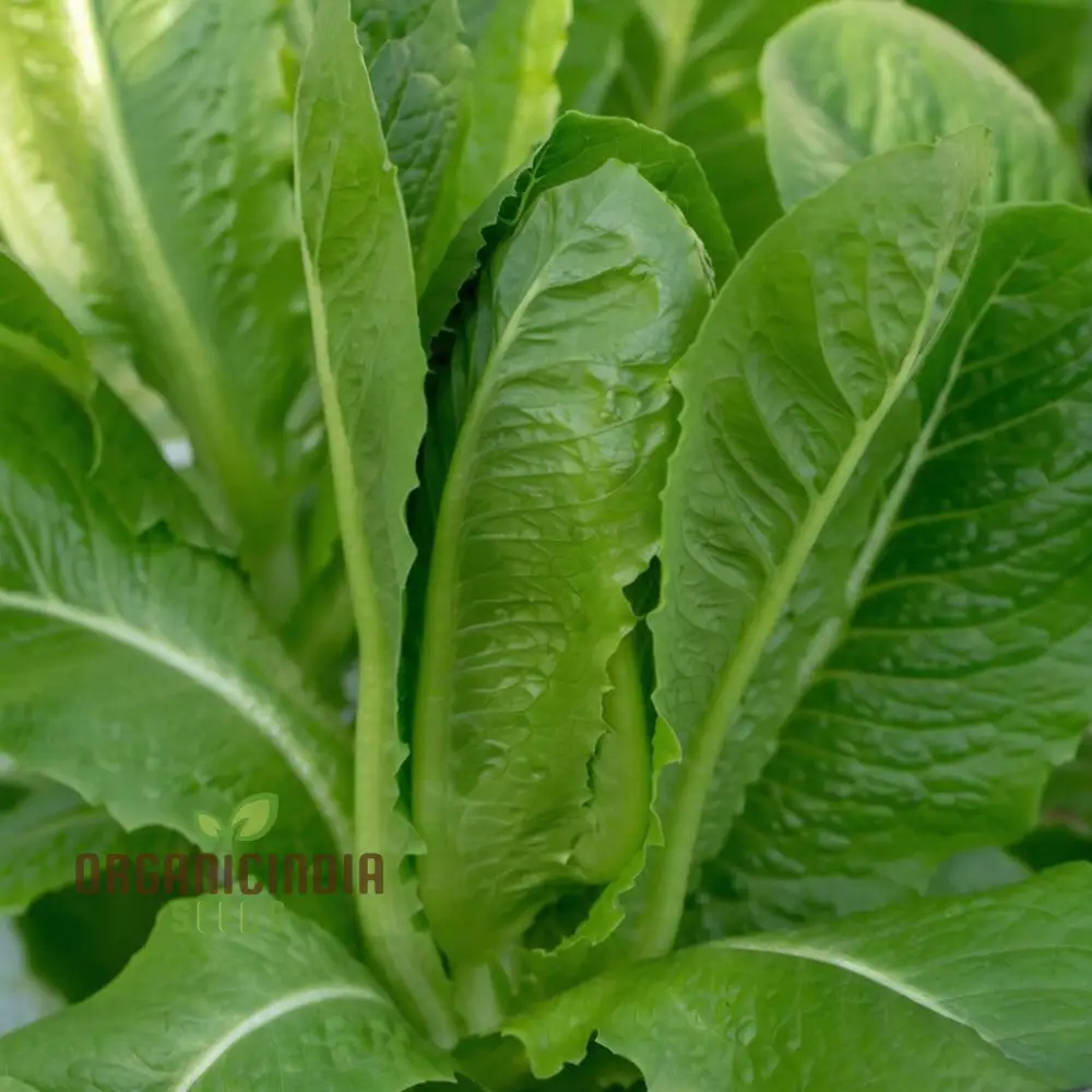 Premium Lettuce Lobjoits Green Seeds for Gardening - 100, 500, or 1000 Pack of Fresh Seeds for Thriving Gardens