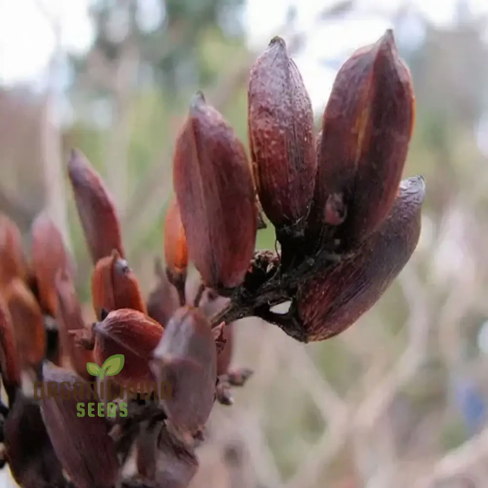Premium Lilac Tree Seeds for Beautiful Blossoming Gardens – Perfect for Creating Lush, Fragrant Outdoor Spaces