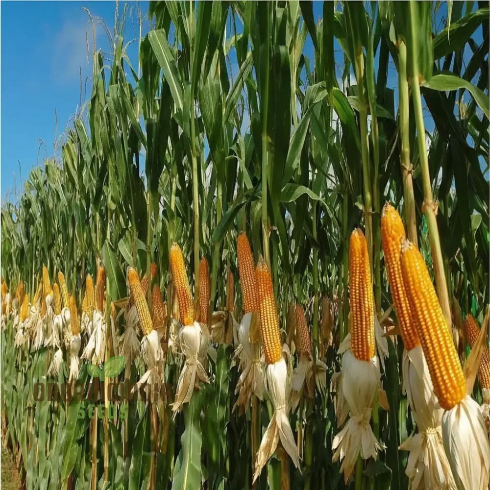 Premium Maize Planting Seeds, Corn Seeds for Vibrant Maize Farming & Enchanting Gardening, Cultivate Nature's Golden Bounty