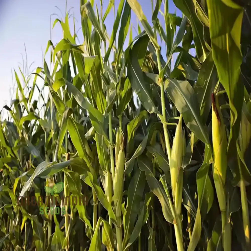 Premium Maize Planting Seeds, Corn Seeds for Vibrant Maize Farming & Enchanting Gardening, Cultivate Nature's Golden Bounty - Image 3