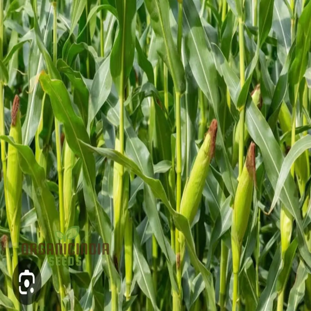 Premium Maize Planting Seeds, Corn Seeds for Vibrant Maize Farming & Enchanting Gardening, Cultivate Nature's Golden Bounty - Image 4