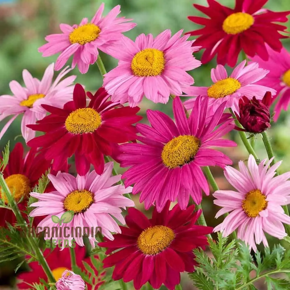 Premium Mix Colour Pyrethrum Seeds – Vibrant Garden Blooms