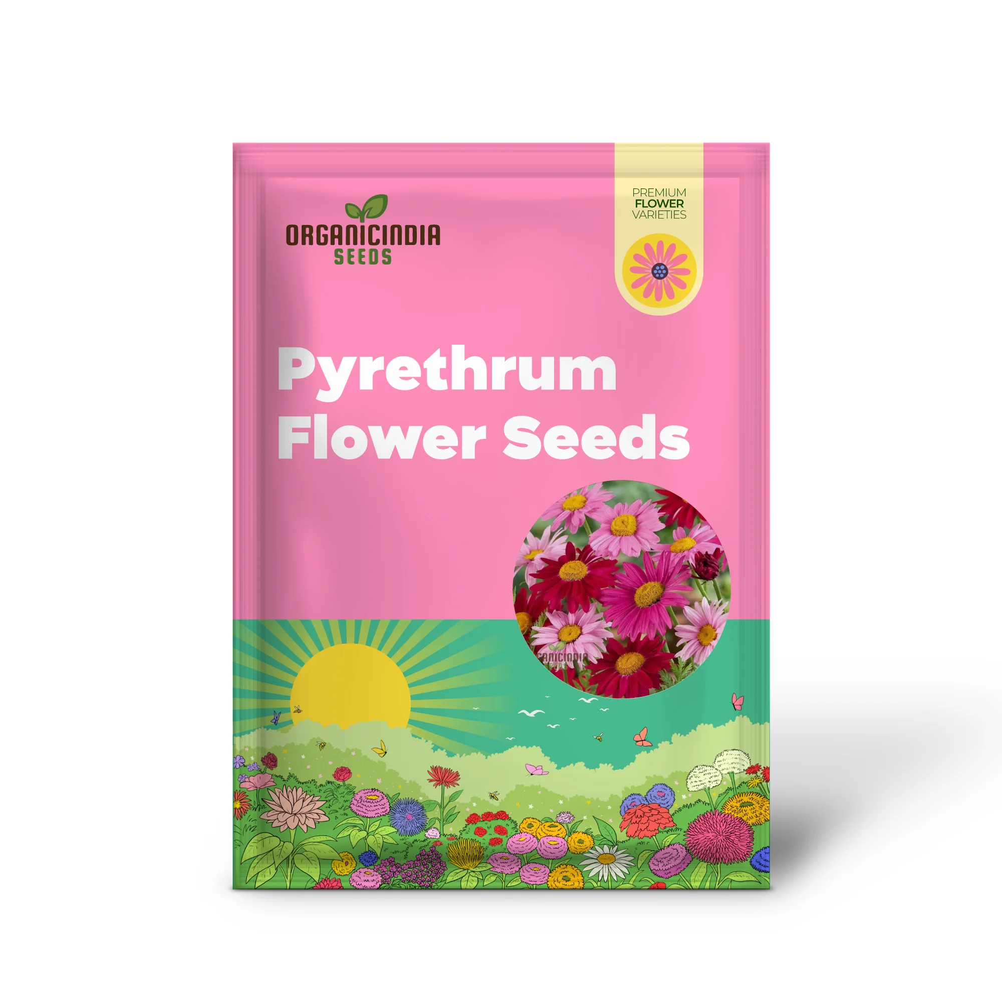 Premium Mix Colour Pyrethrum Seeds – Vibrant Garden Blooms - Image 2