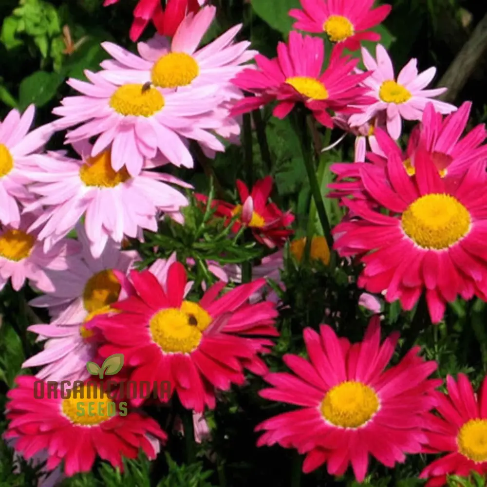 Premium Mix Colour Pyrethrum Seeds – Vibrant Garden Blooms - Image 3