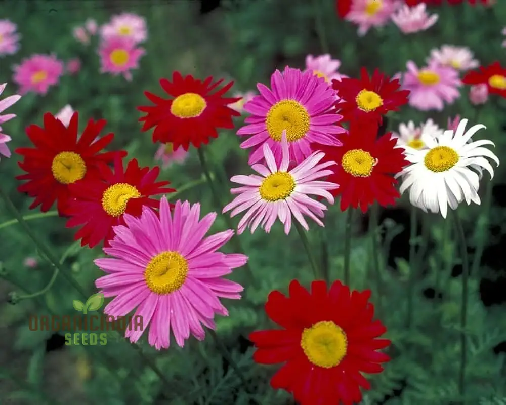 Premium Mix Colour Pyrethrum Seeds – Vibrant Garden Blooms - Image 4