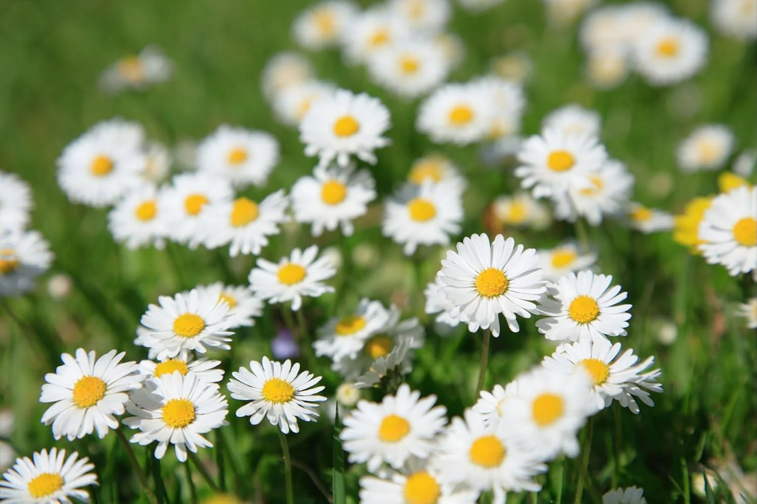 Premium Mix Colour Pyrethrum Seeds – Vibrant Garden Blooms - Image 5