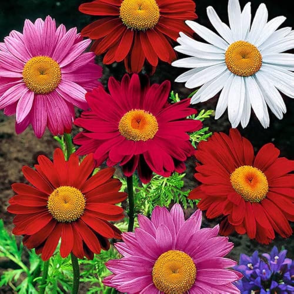 Premium Mix Colour Pyrethrum Seeds – Vibrant Garden Blooms - Image 6