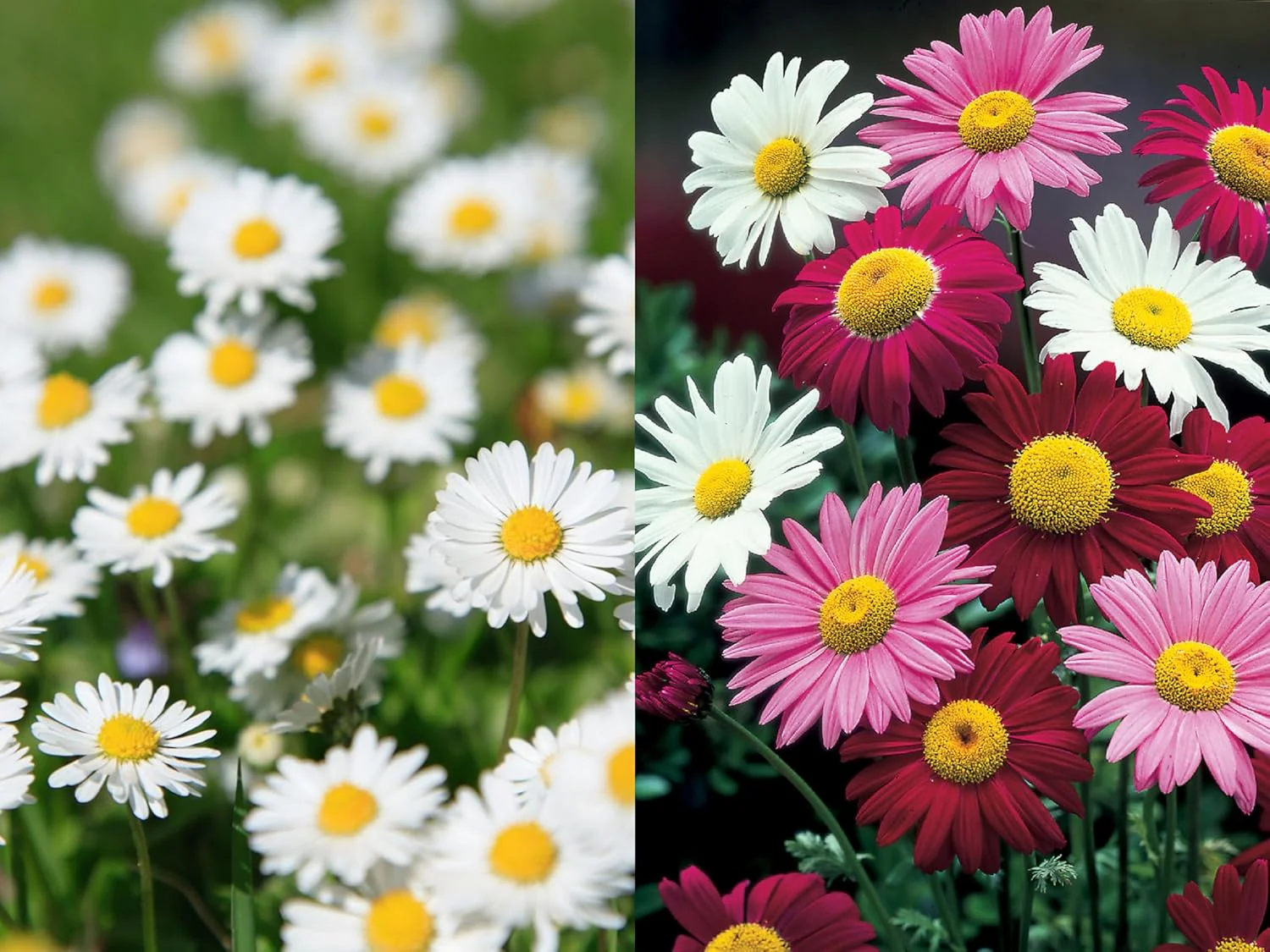 Premium Mix Colour Pyrethrum Seeds – Vibrant Garden Blooms - Image 7