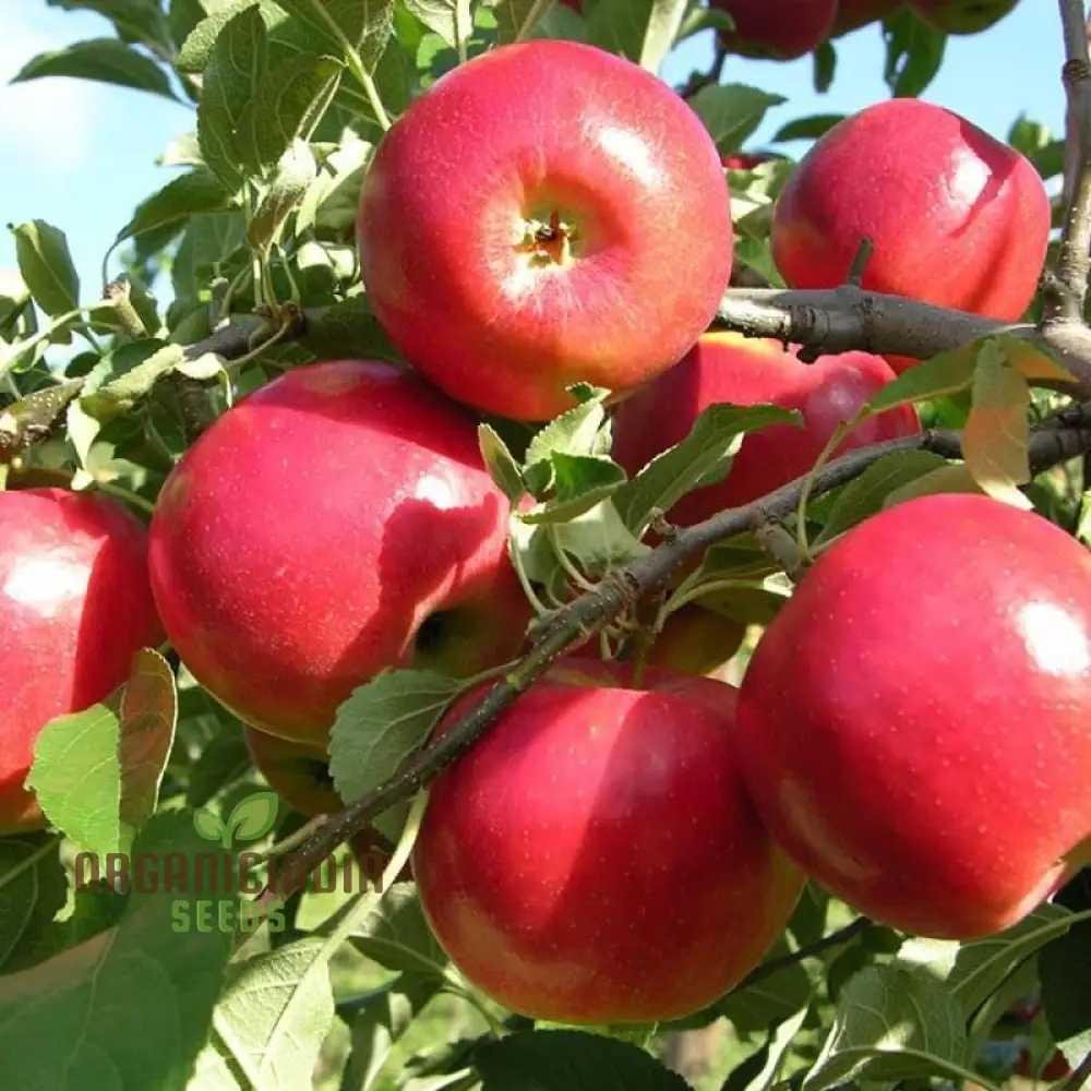 Premium Mixed Fruit Seeds for Planting - Ideal for Gardening Enthusiasts - Image 3