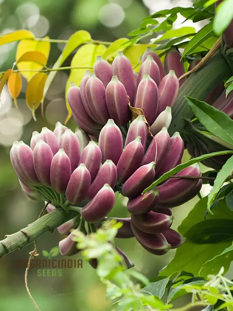 Premium Musa Itinerans Seeds for Planting and Gardening, Exotic Banana Tree Variety
