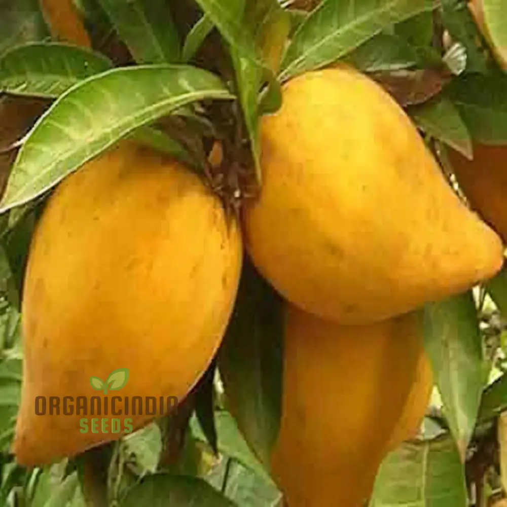 Premium Nema Lucuma Nervosa Egg Yolk Fruit Seeds for Gardening Enthusiasts: Grow Exotic Seeds with Ease