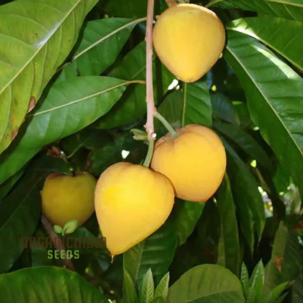 Premium Nema Lucuma Nervosa Egg Yolk Fruit Seeds for Gardening Enthusiasts: Grow Exotic Seeds with Ease - Image 3
