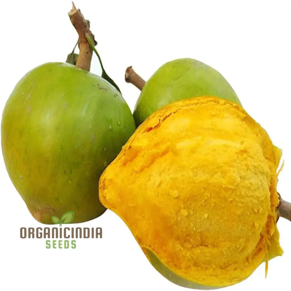 Premium Nema Lucuma Nervosa Egg Yolk Fruit Seeds for Gardening Enthusiasts: Grow Exotic Seeds with Ease - Image 4