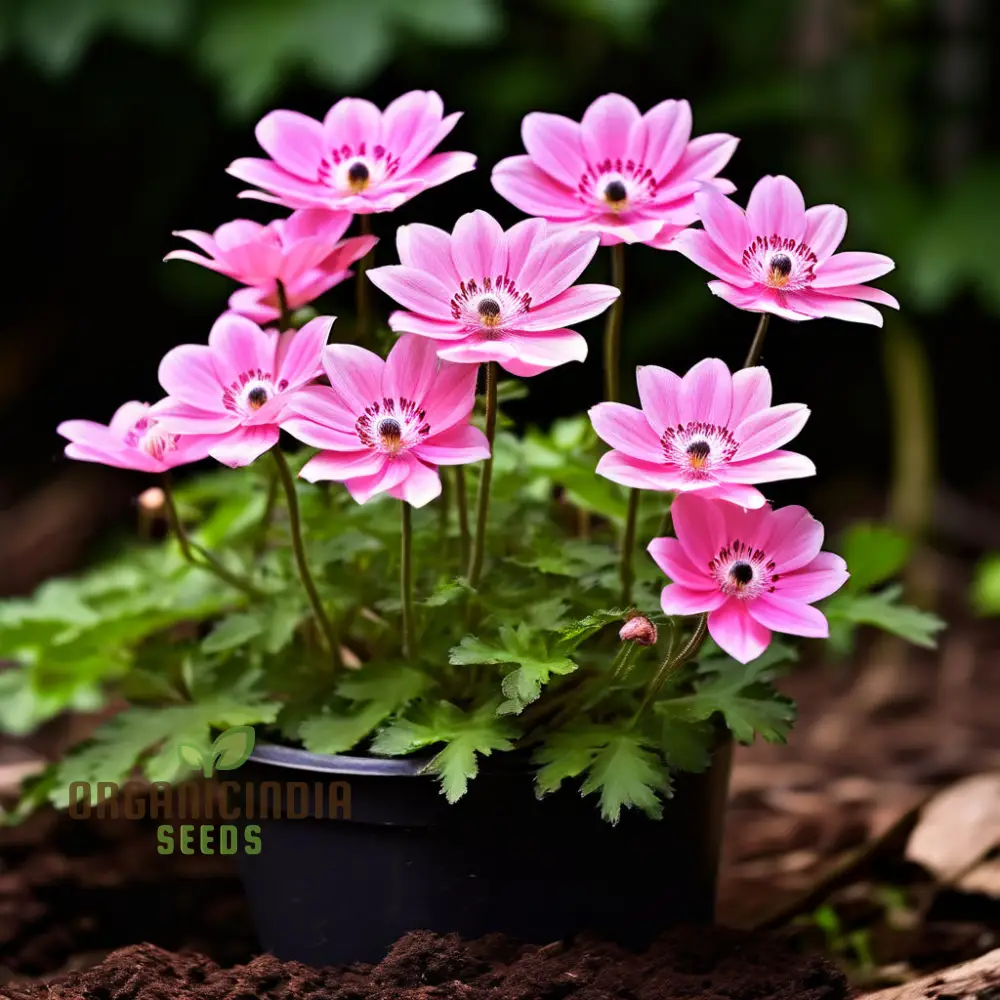 Pink Blanda Star Flower Seeds, Stunning Blooms for Your Garden, Easy-to-Growing Flower Seeds